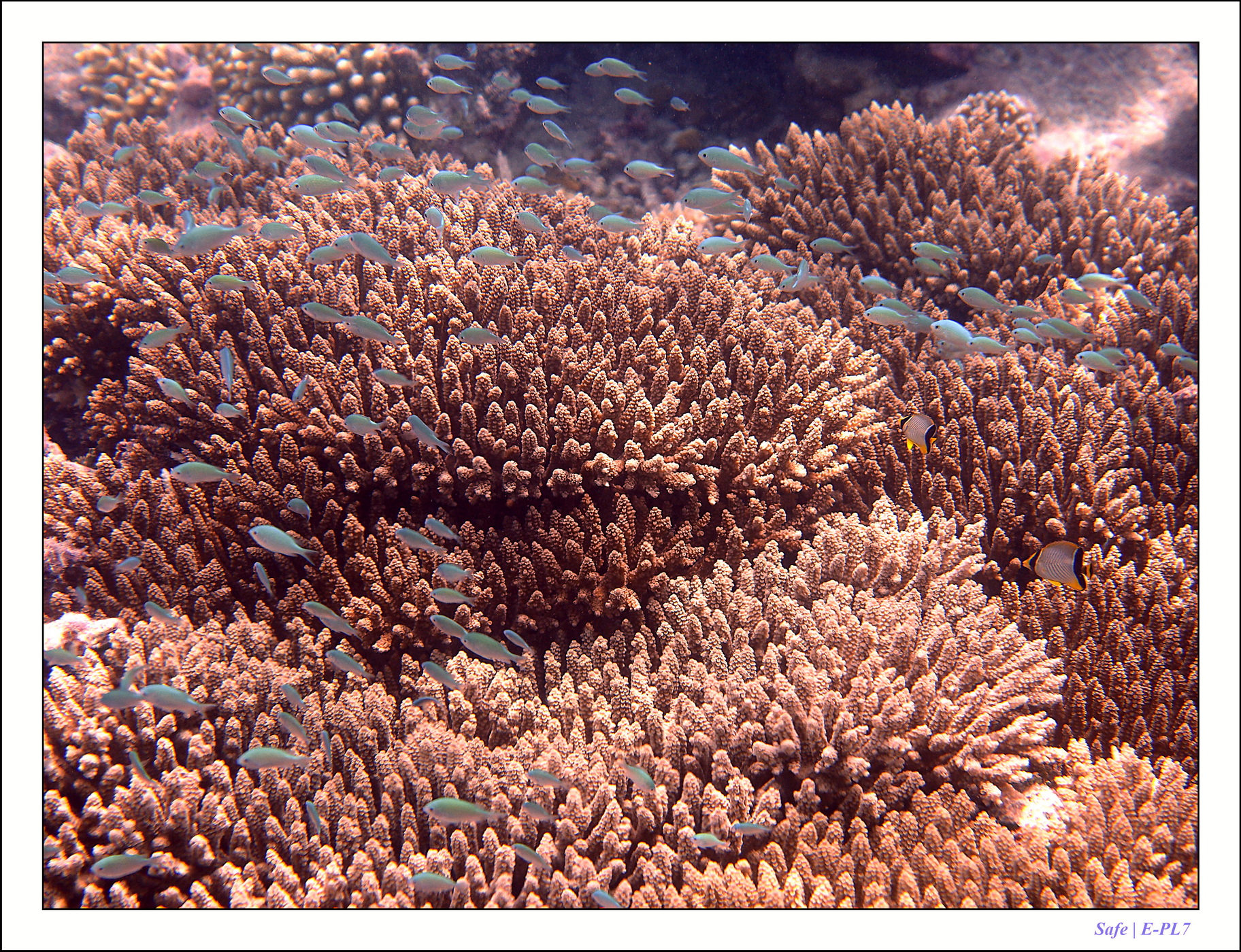 2022 - 07 - snorkeling Maldives - 022